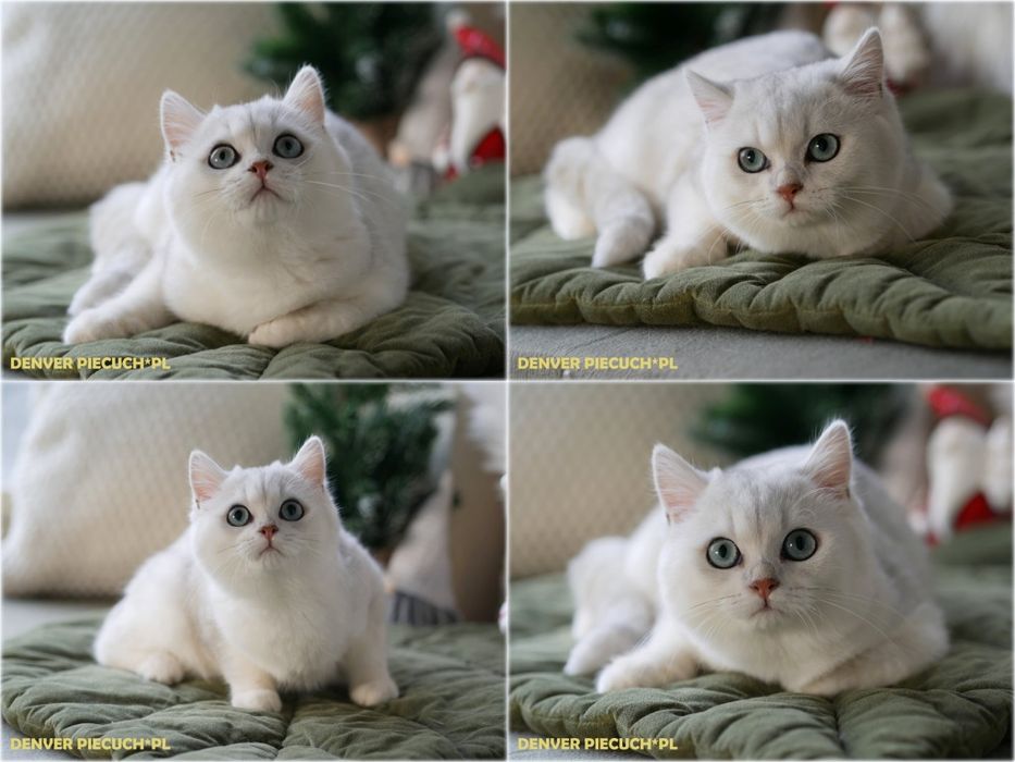 Kotki  brytyjskie srebrne szynszylowe