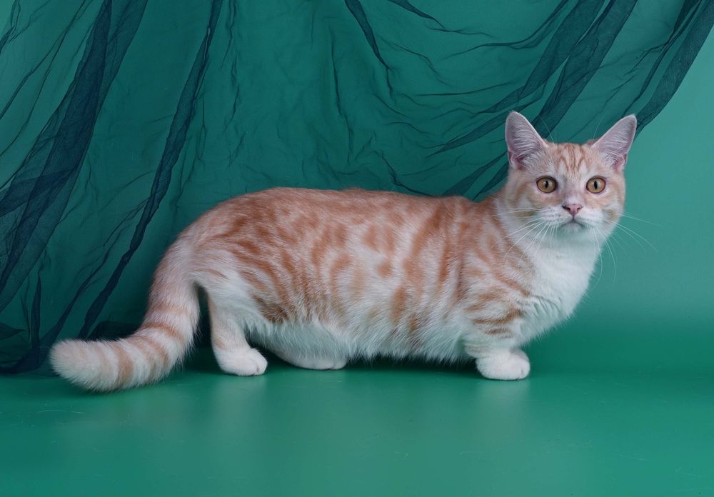 Хлопчик манчкін стандарт