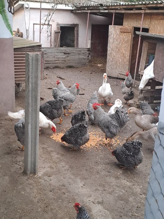 Продам кугута породи Амрокс