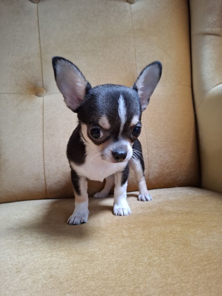 CHIHUAHUA piękna sunia