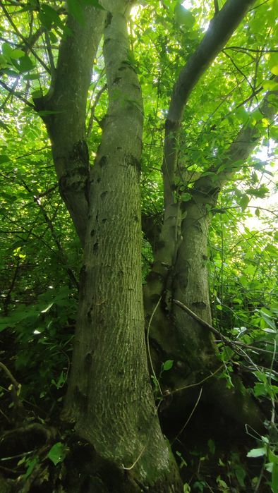 Горіх на корню на дошки