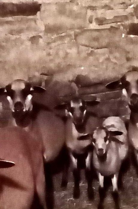 Dwie owieczki kameruńskie (z połowy czerwca i początku lipca 2025 r.)