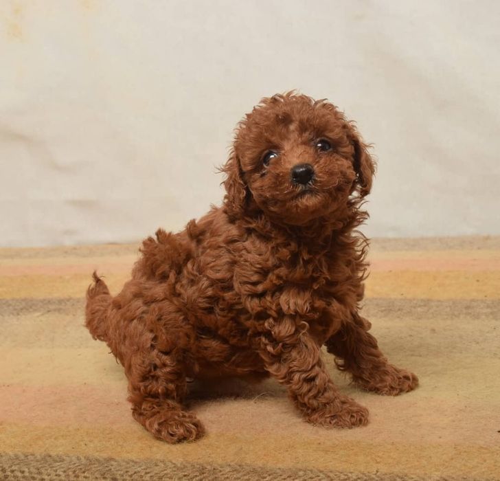 Найкращій хлопчик !