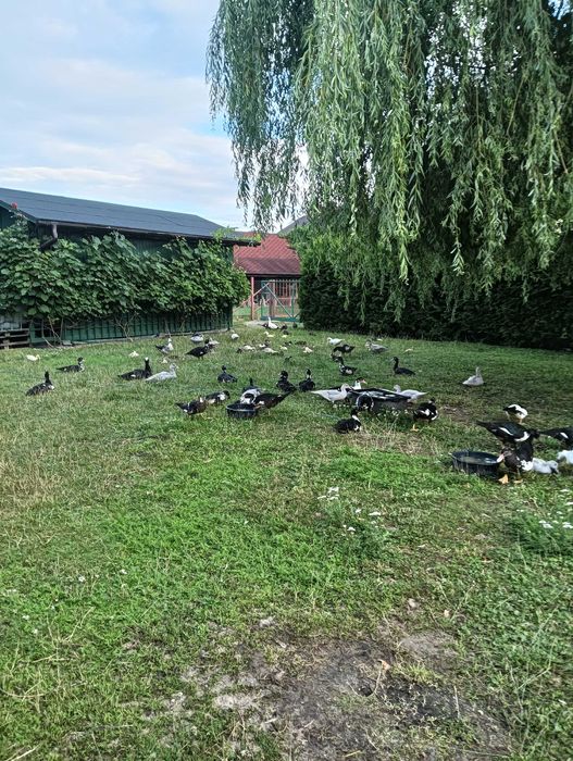 Kaczki piżmowe w różnm wieku