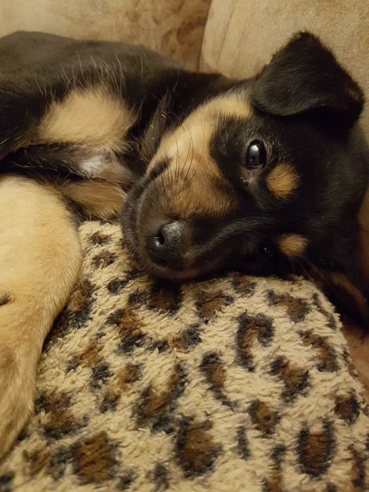 Za darmo do oddania "MALI"