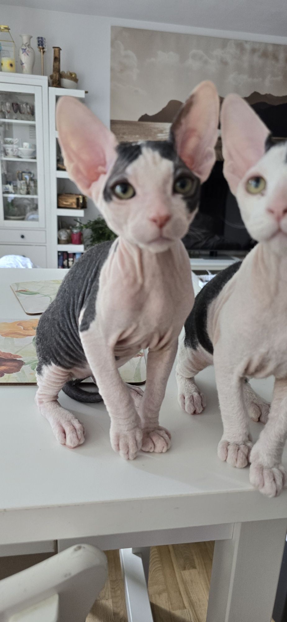 Don Sphynx kotek WCF