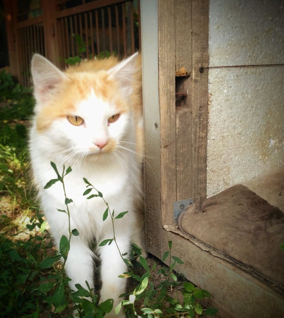 Котик Лукас шукає дім