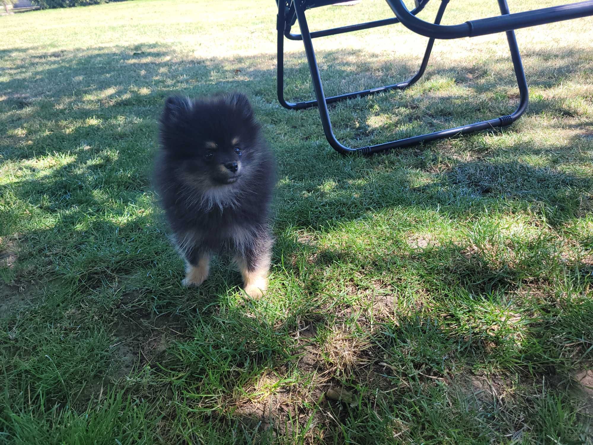 Pomeranian piesek