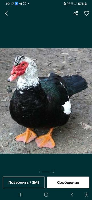 Шипуны, селезни. На племя