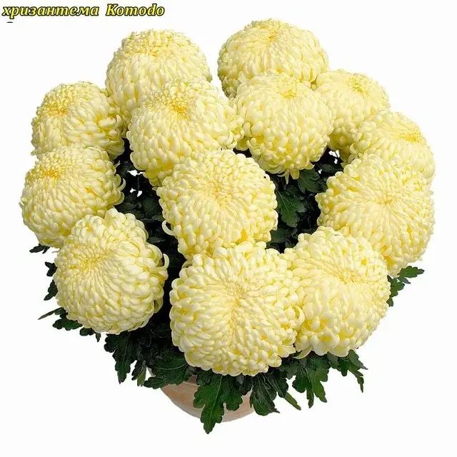 Хризантема горшкова великоквіткова