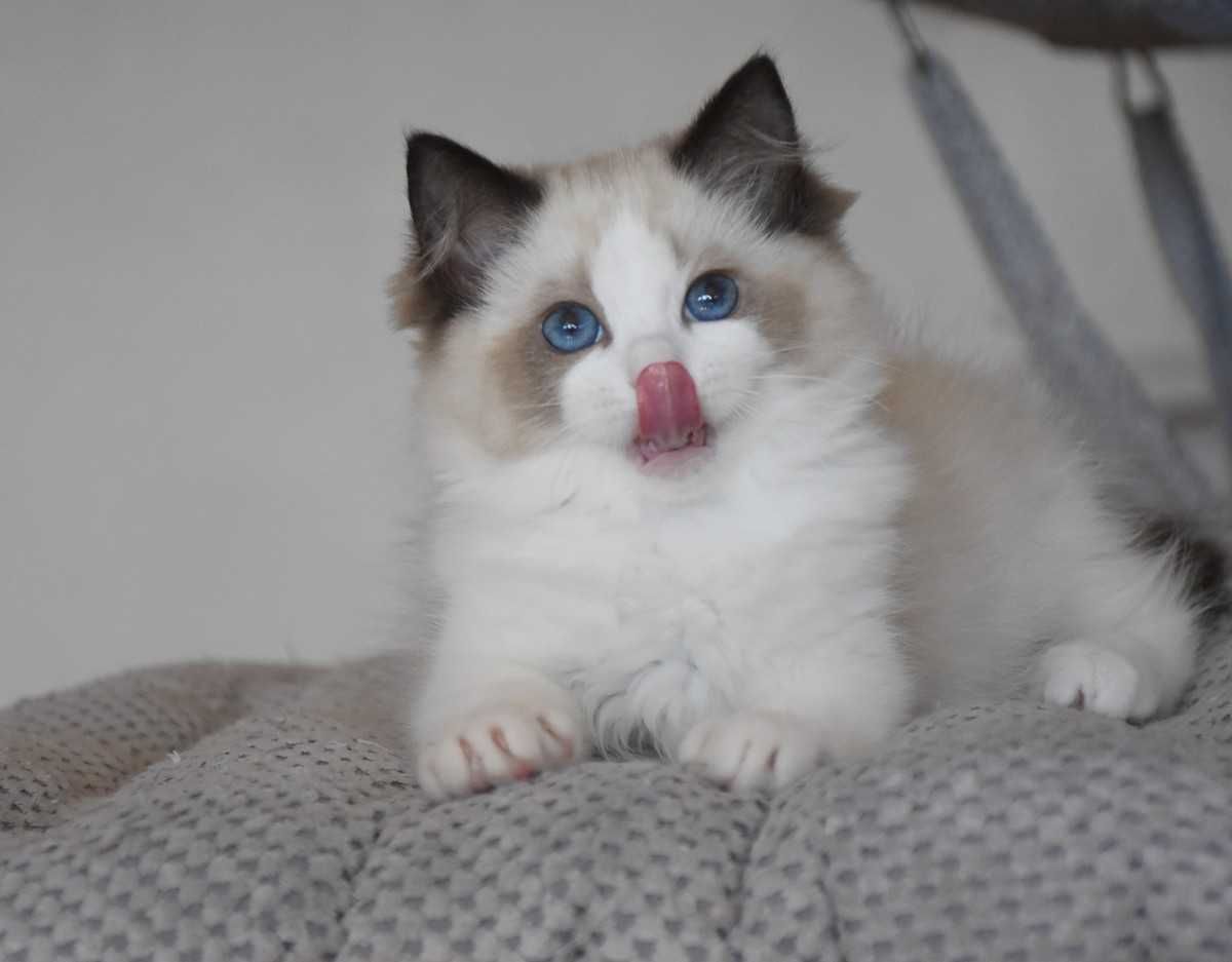 Ragdoll kotka Stella z rodowodem FIFe - Seal Bicolor