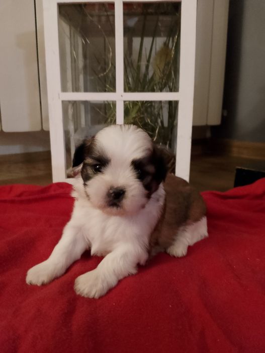 Szczeniak rasy Shih Tzu  piesek.