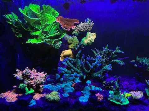Caulastrea,,Dunka,Milka,Discosoma,Montipora,Akwarium Morskie