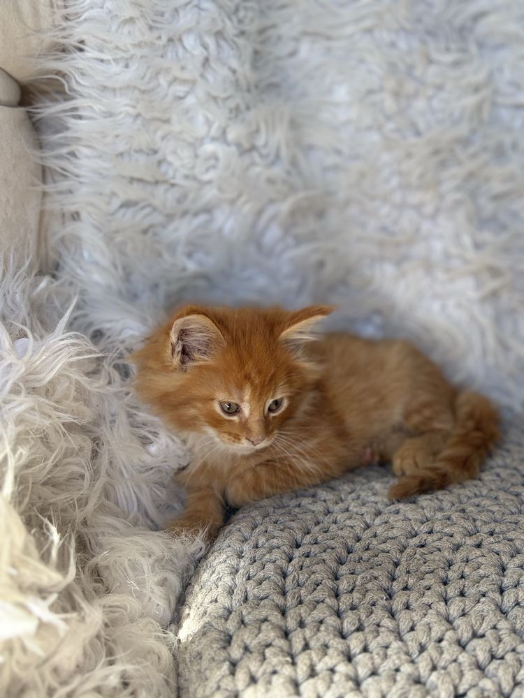 Maine Coon kocurek rudy