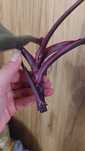 Philodendron Pink Princess Marble