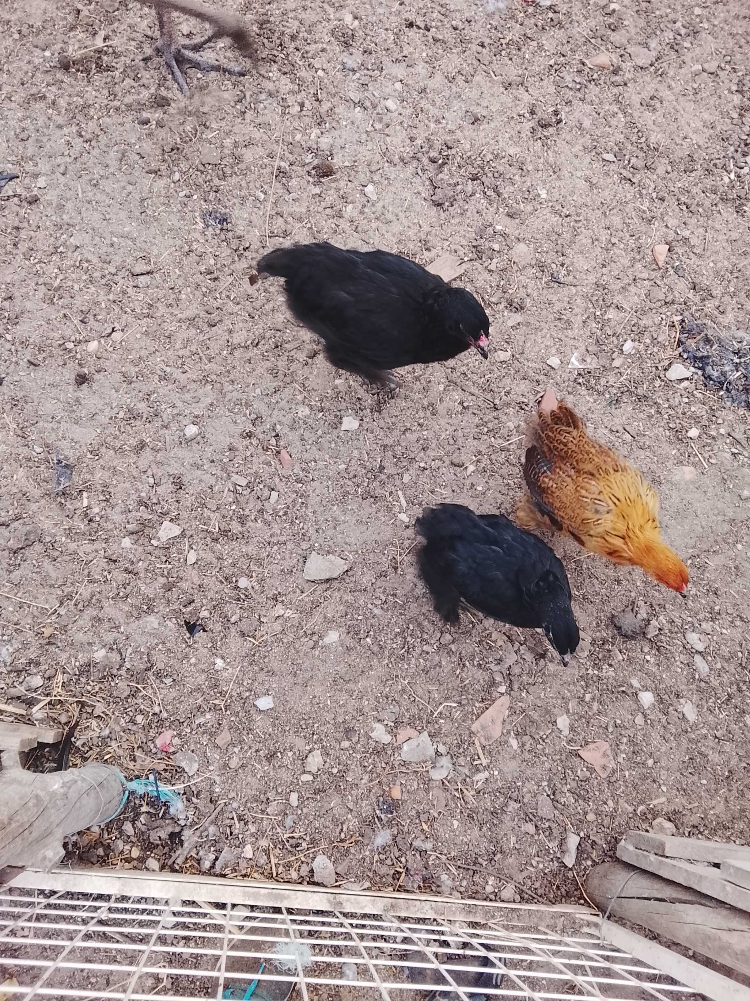 Lote de criação/individual