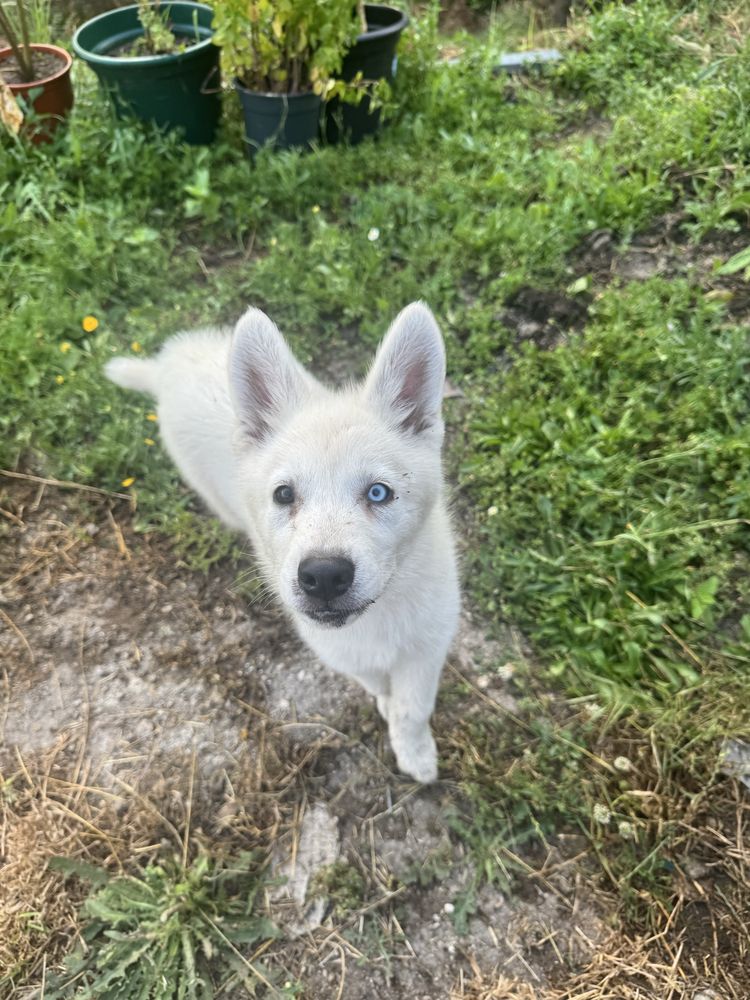 Husky siberiano clop pedigree