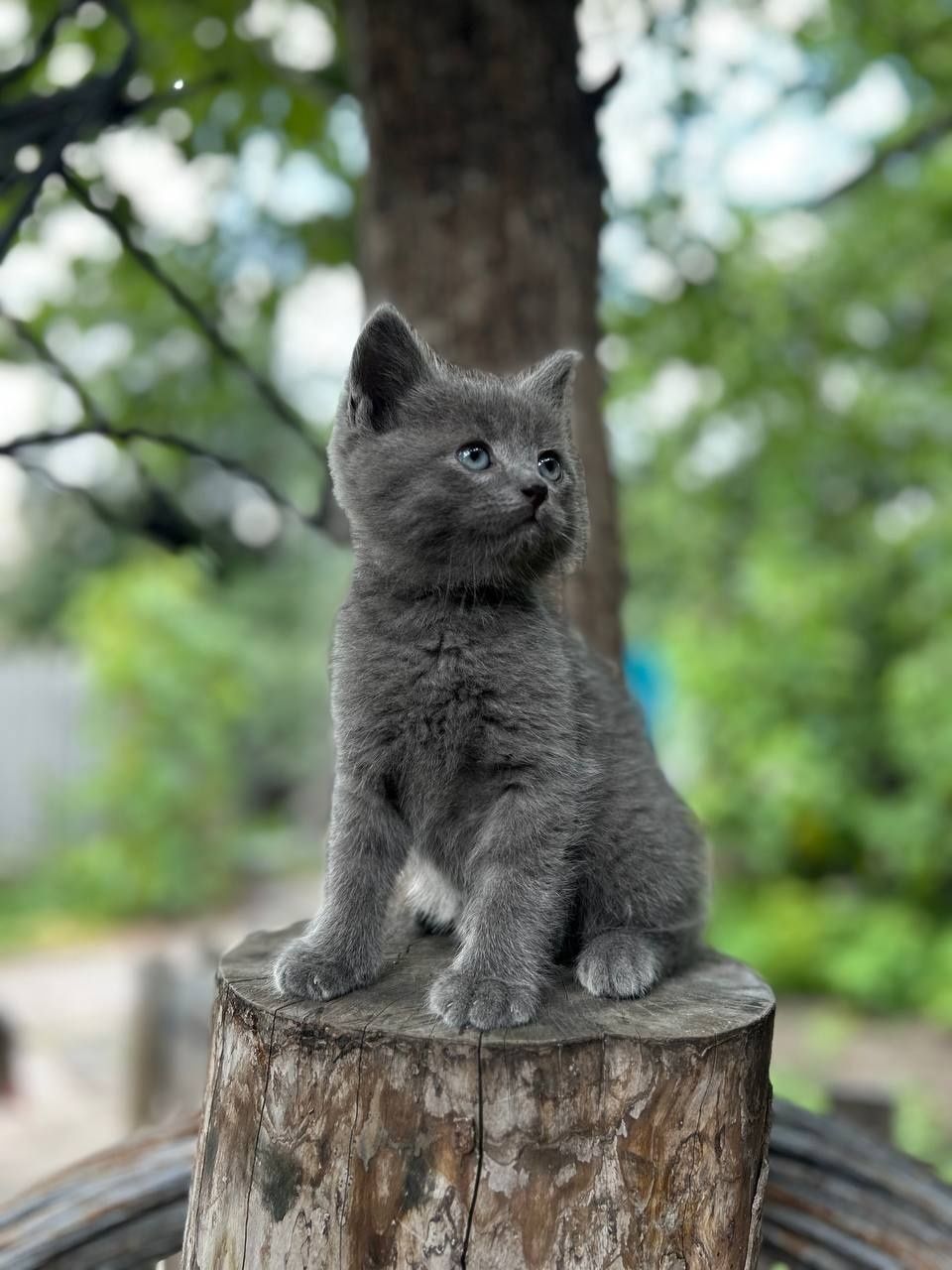 Отдам даром котенка