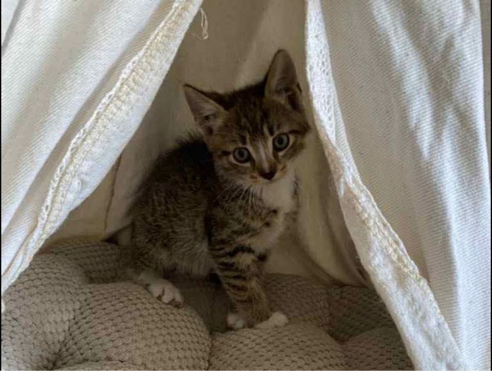 Kotek Tymianek do adopcji