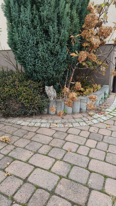 Oddam za darmo śliczne koty