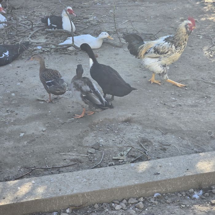 patos de diversas raças (viana do castelo)