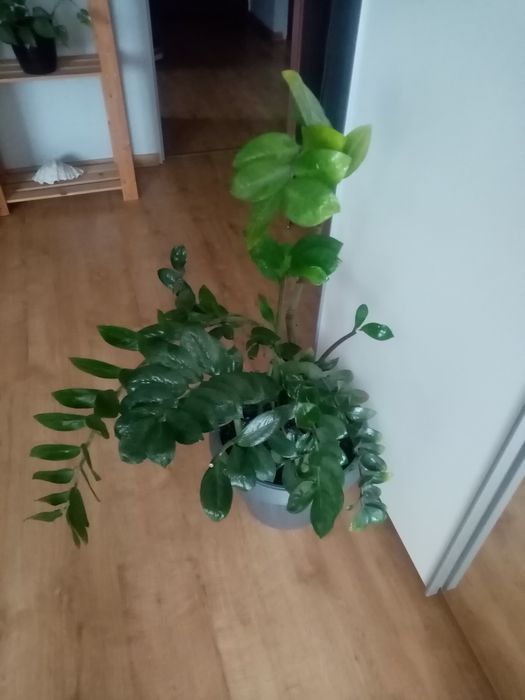 Kwiat zamiokulkas polecam.