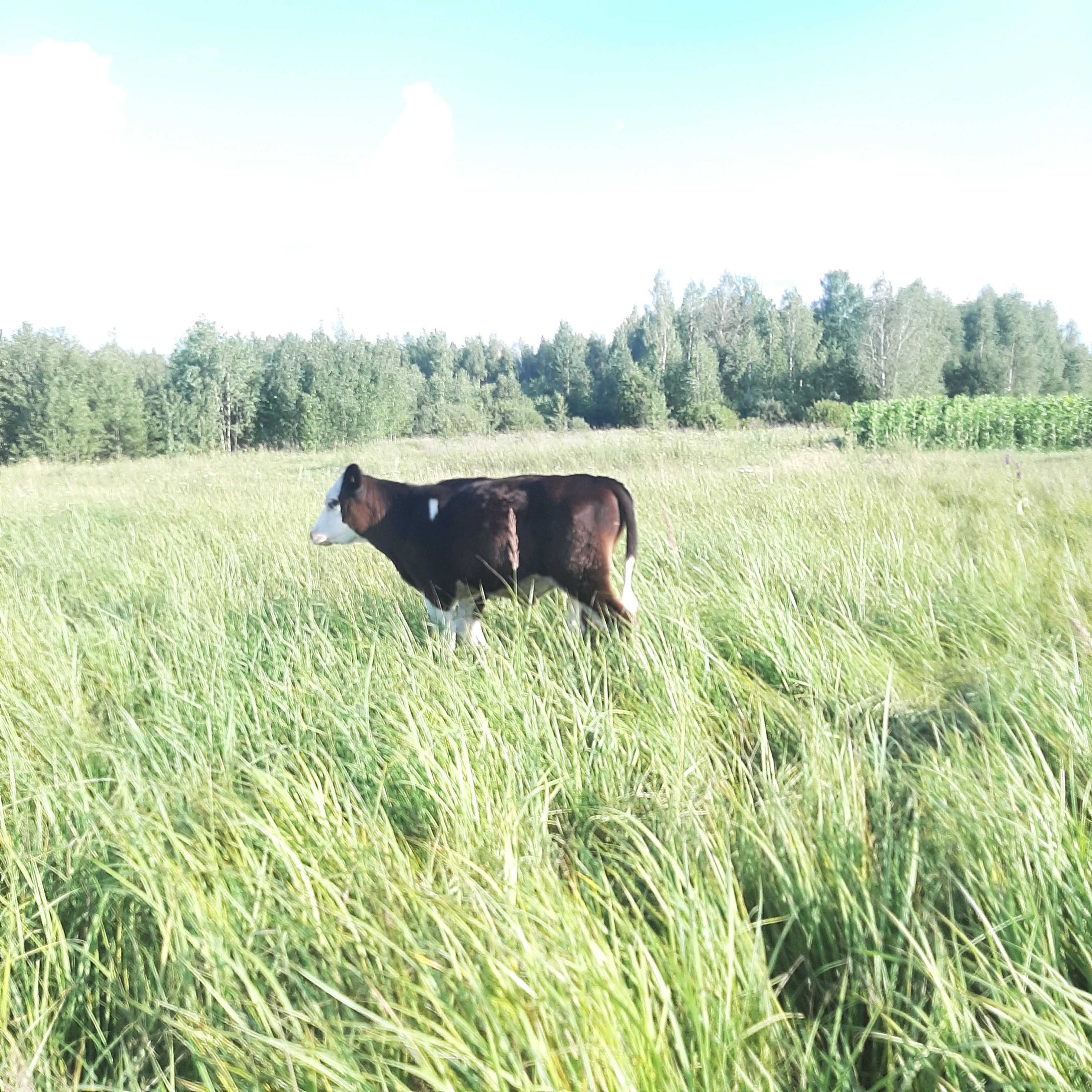 Продам бичка на утримання
