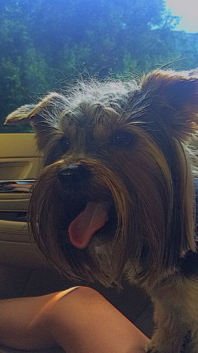 Вязка Йоркширский терьер