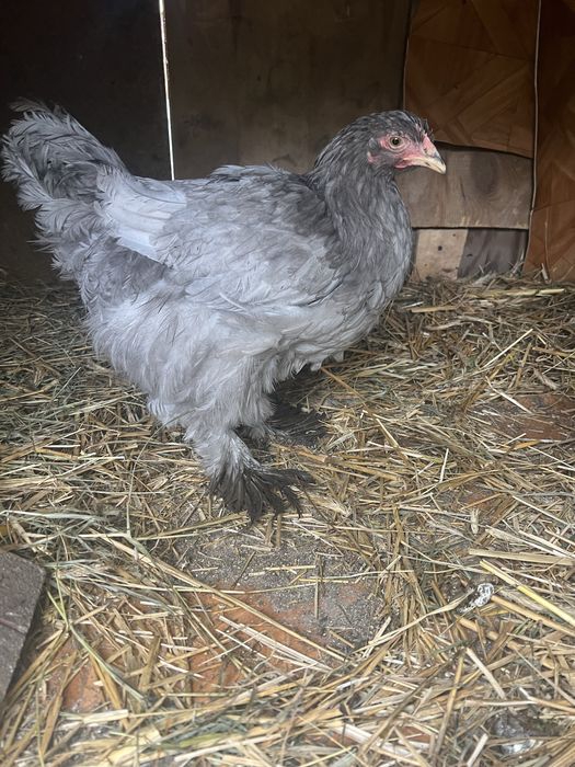 Kury Kochin olbrzymi   Sprzedam