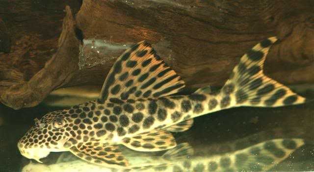 L075 Peckoltia sabaji zbrojnik 15-17cm WF/F0