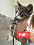 Mimi, Loli i Pako- kocięta do adopcji