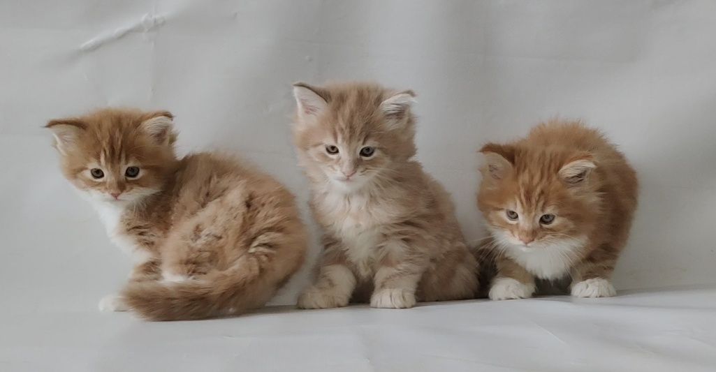 Сумы. Купить котенка Мейн Кун.