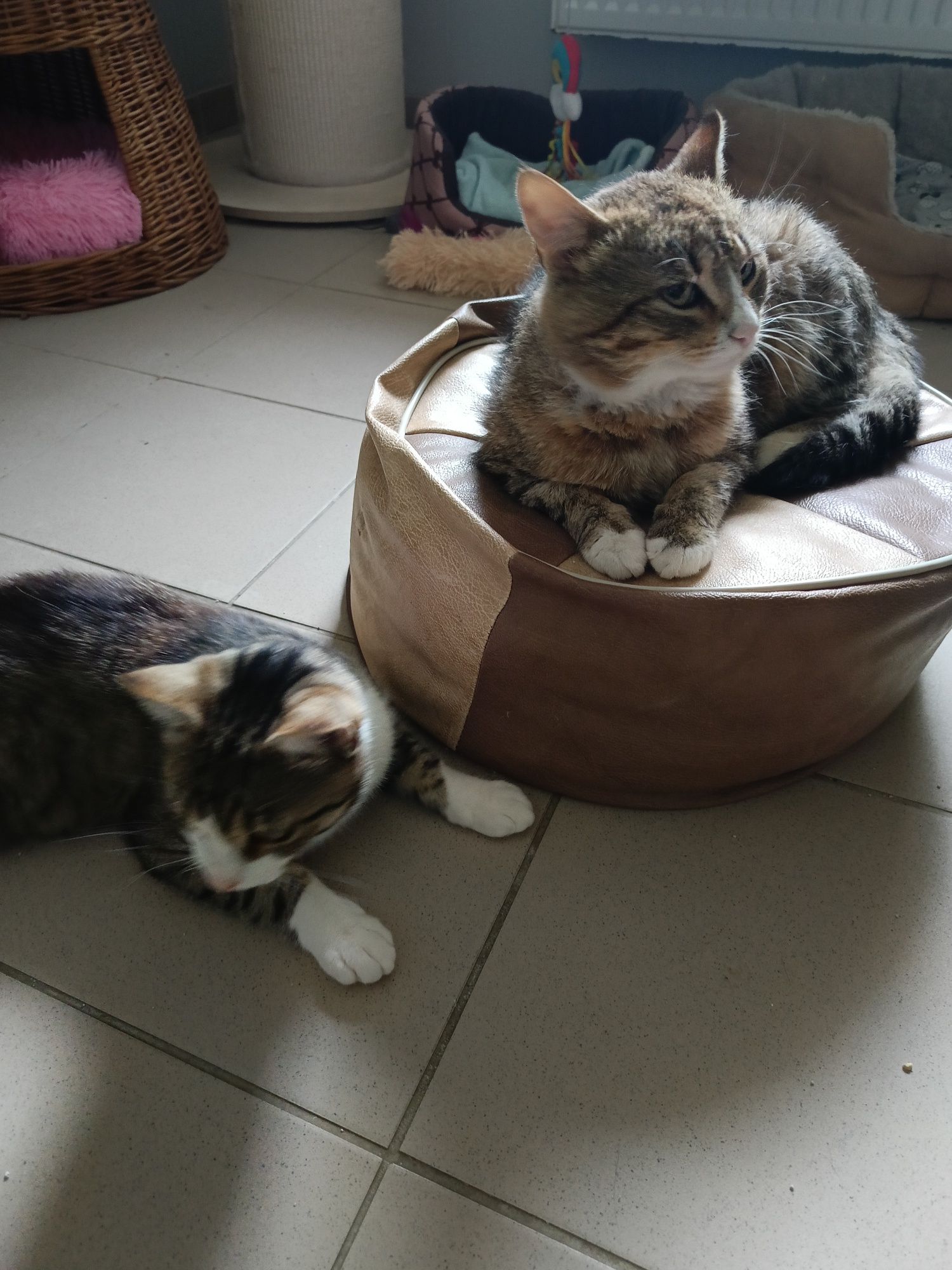 3 letni spokojny wykastrowany Klopsik do adopcji