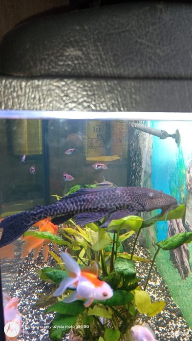 Sprzedam lub zamienię dużego zbrojnika