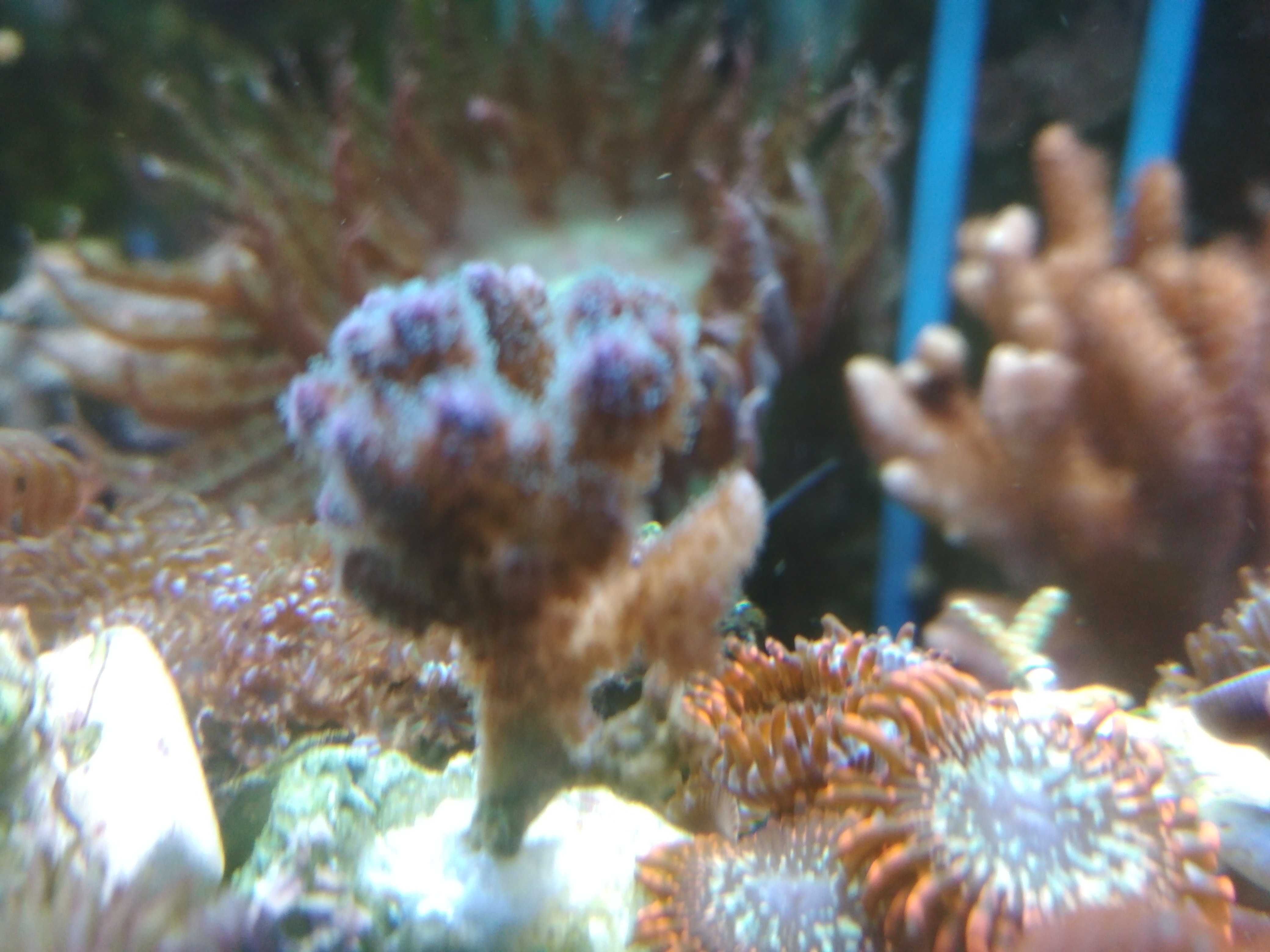 Pocillopora koral koralowiec