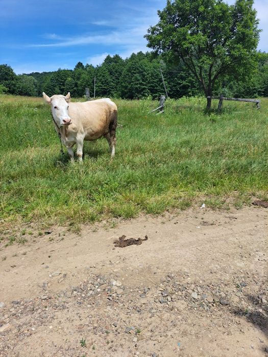 Продається корова,