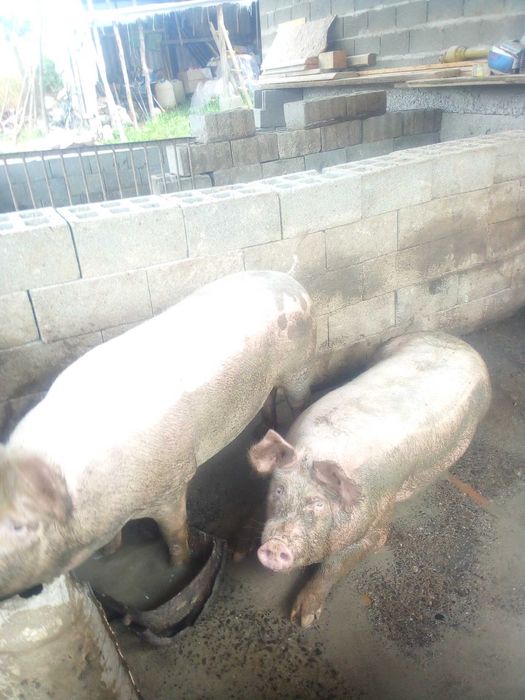 Продам свинi 250-280кг