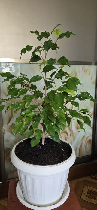 Фикус Голоден монік