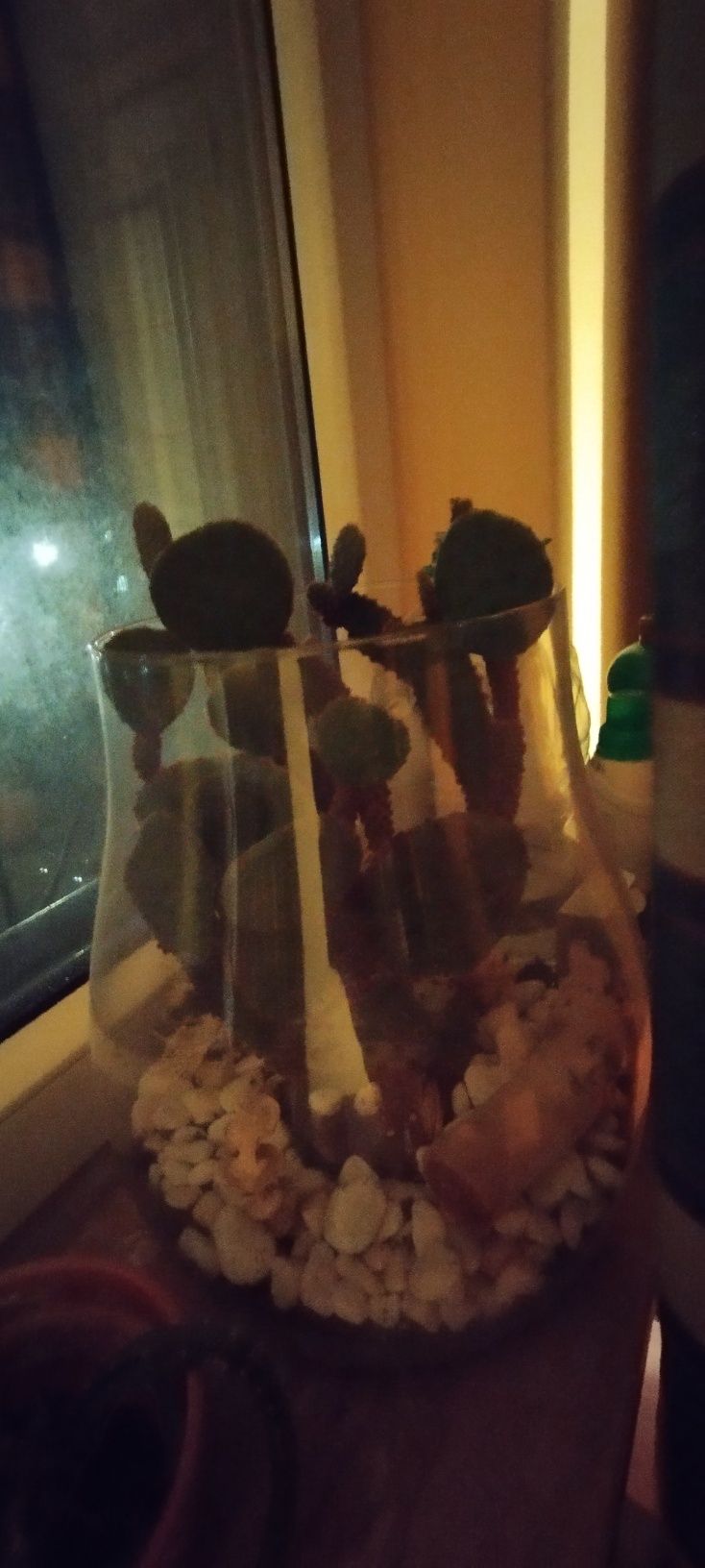 Bromelia i piękny kaktus