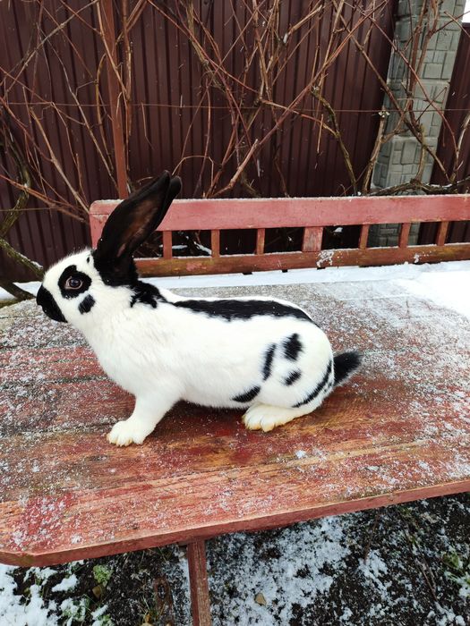 Кролики німецький строкач