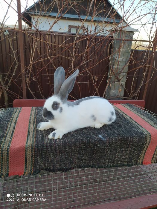 Кролики породи НСВ