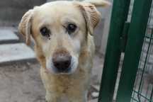104825 Nestor do adopcji