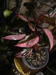 Philodendron Pink Princess Marble Galaxy Variegata monstera unikat fil
