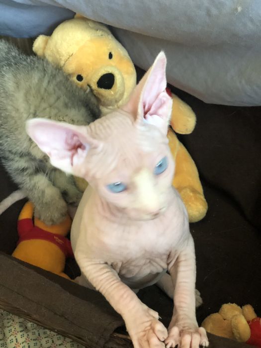 Красивейшая  малышка сфинкс