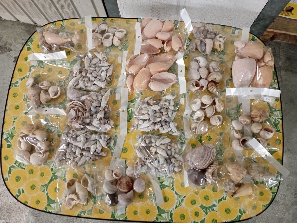 Búzios Variados..