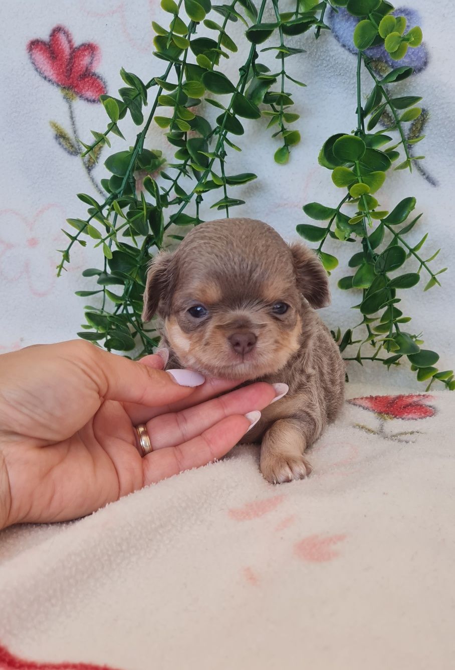 Excelente menina mini semi pelo Chihuahua/Chiuaua de Qualidade, linhag