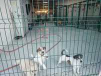 Estadia canina!!