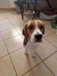Beagle suczka szuka domu