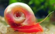 Ślimak Zatoczek Różowy (Planorbella sp. Pink)
