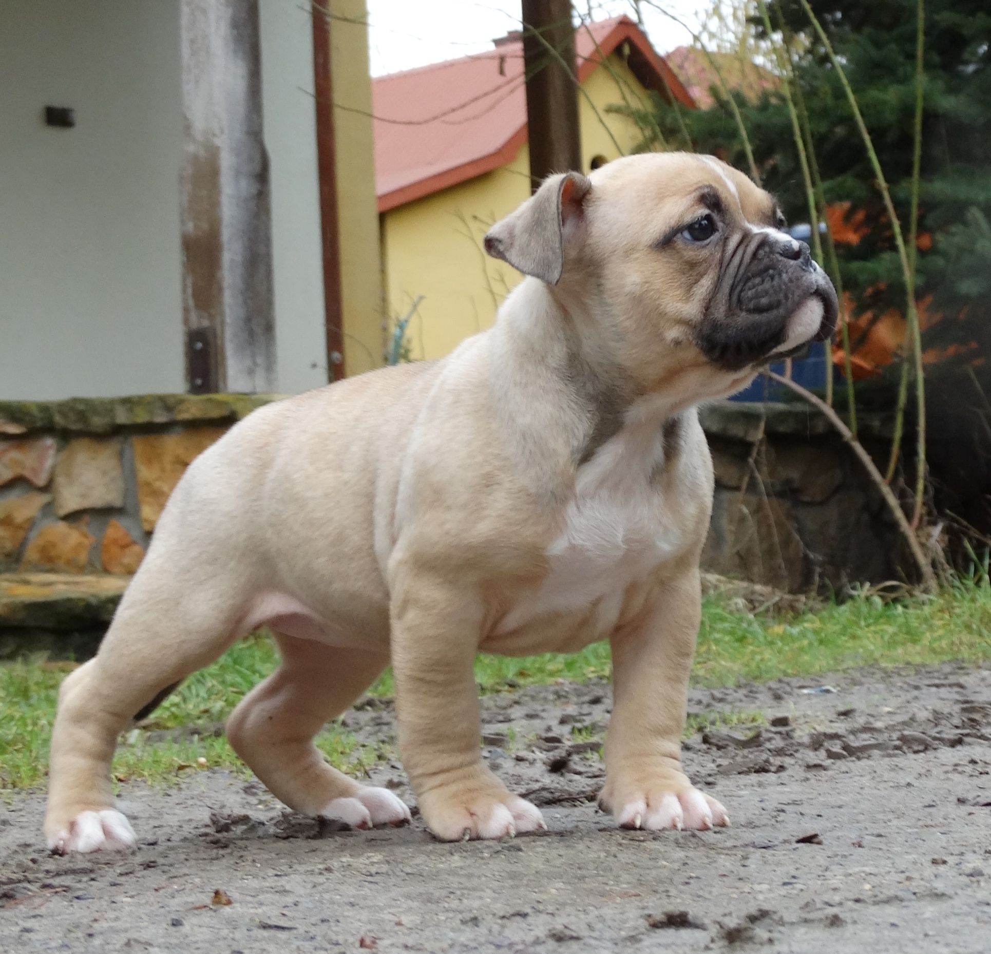 GoldenChild suczka american bully